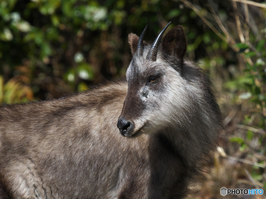ニホンカモシカ２
