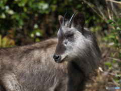 ニホンカモシカ２