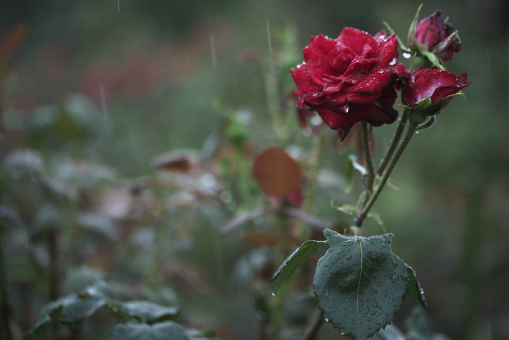 雨のバラ