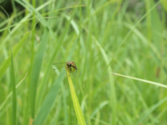 ハッチョウトンボ♀