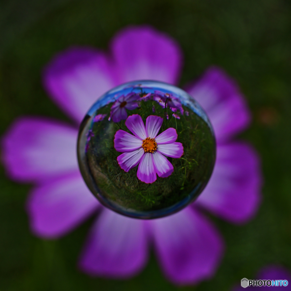 宙花１