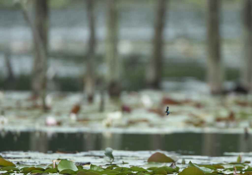 チョウトンボ２