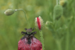 もうじき仲間入り１