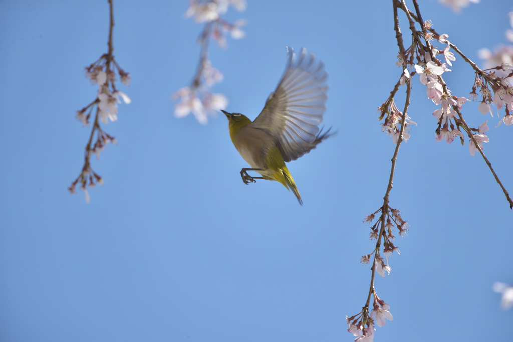 花鳥２