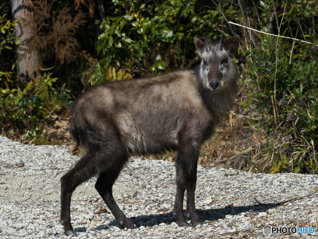 ニホンカモシカ１