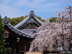 花曇り