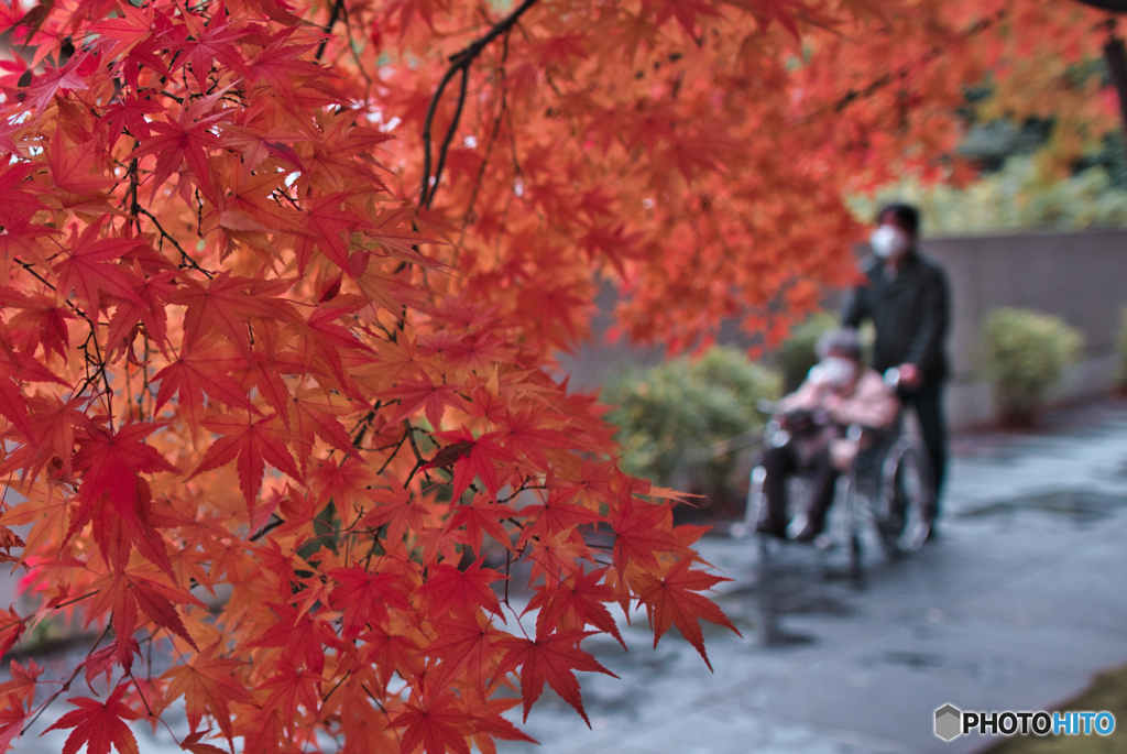 紅葉狩り