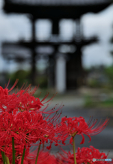 彼岸花８