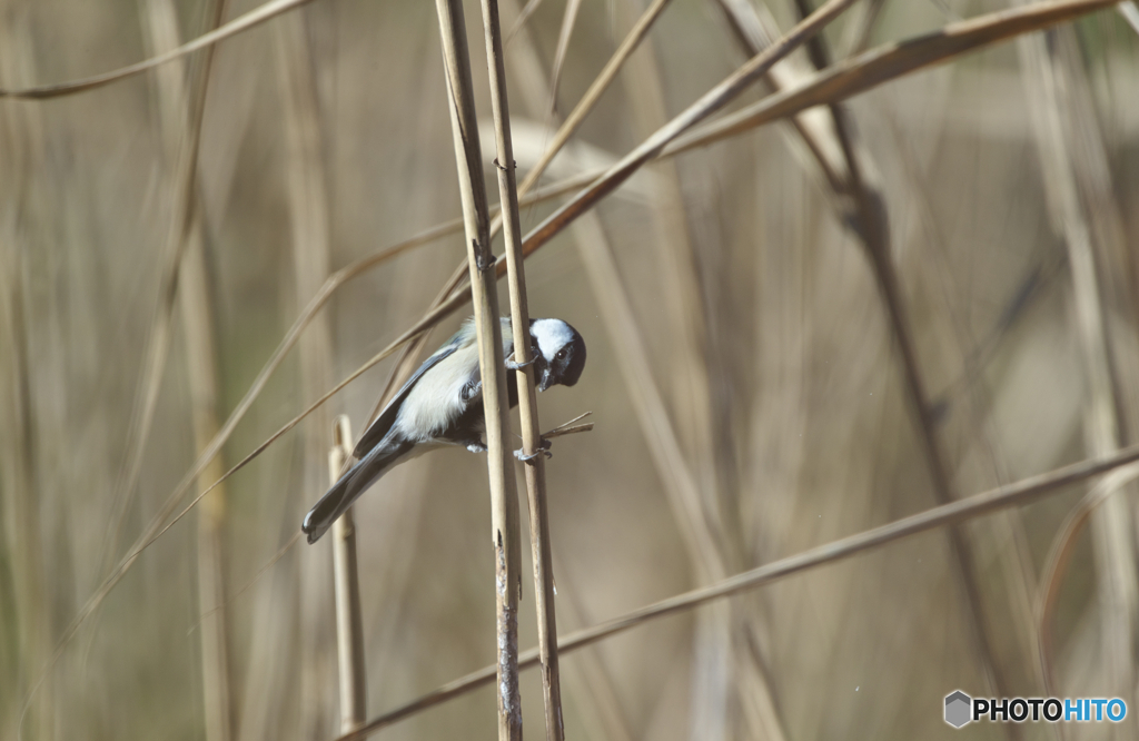 葦原のシジュウカラ