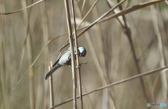 葦原のシジュウカラ