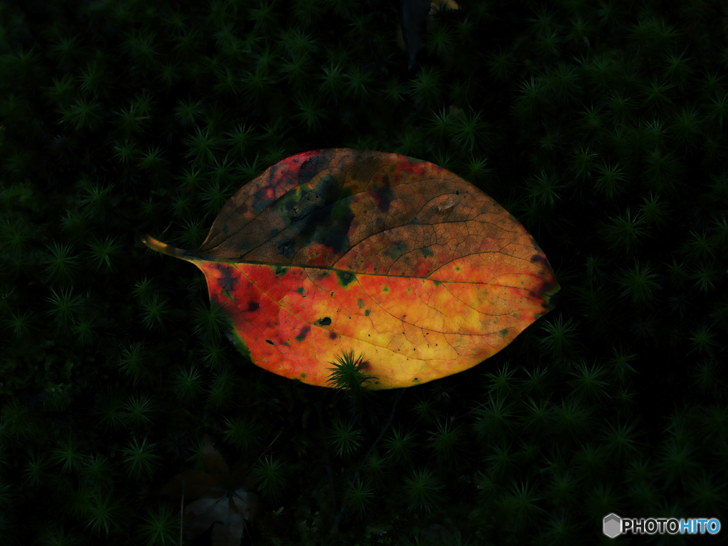 柿紅葉