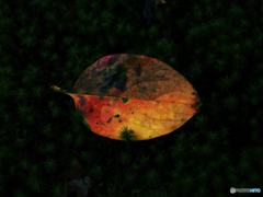 柿紅葉