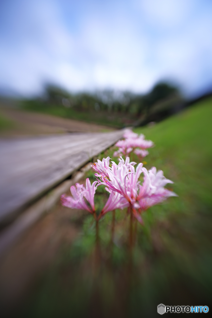 リコリスの続く木道