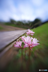 リコリスの続く木道