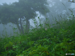 山霧１