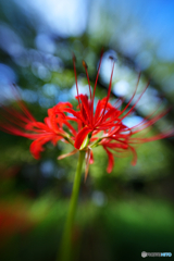 彼岸花１