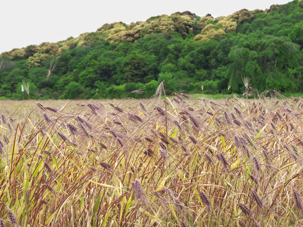 むらさき麦