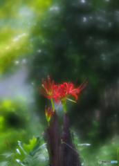 彼岸花２