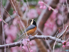 花鳥１