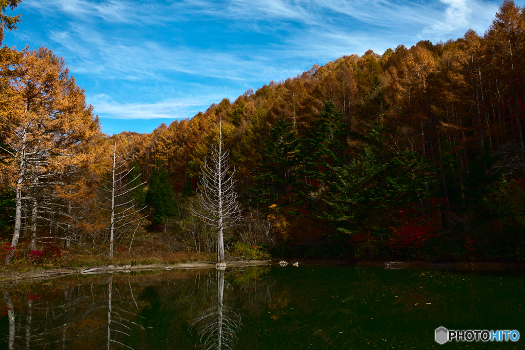 古木たちの秋１