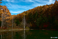 古木たちの秋１