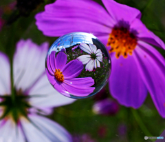 宙花３