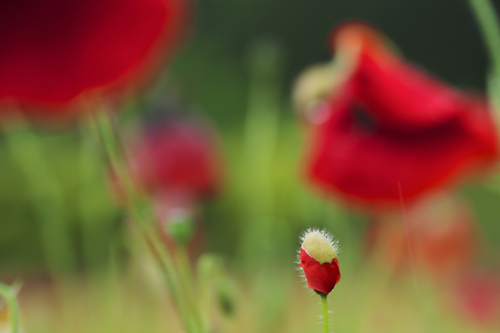 もうじき仲間入り２