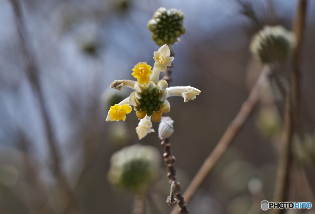 ミツマタ開花２