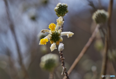 ミツマタ開花２