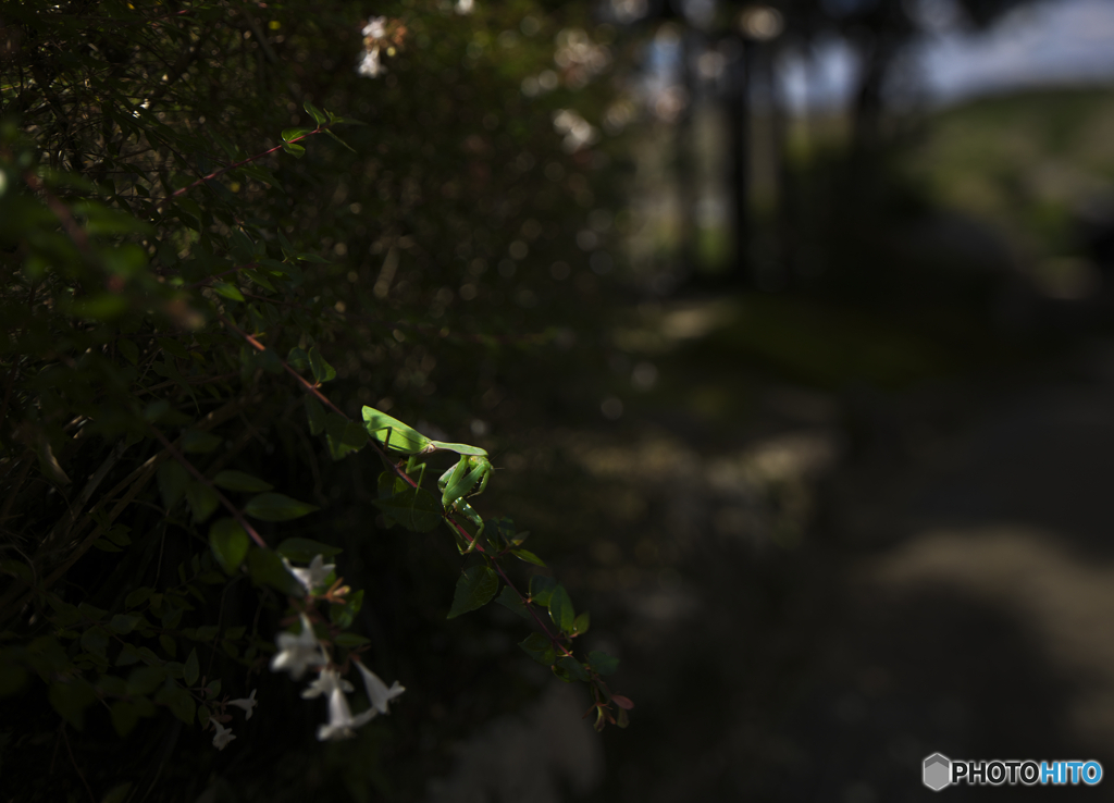 ﾅﾆｹﾞﾆ (/・。＼）　ﾁﾗｯ