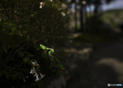 ﾅﾆｹﾞﾆ (/・。＼）　ﾁﾗｯ