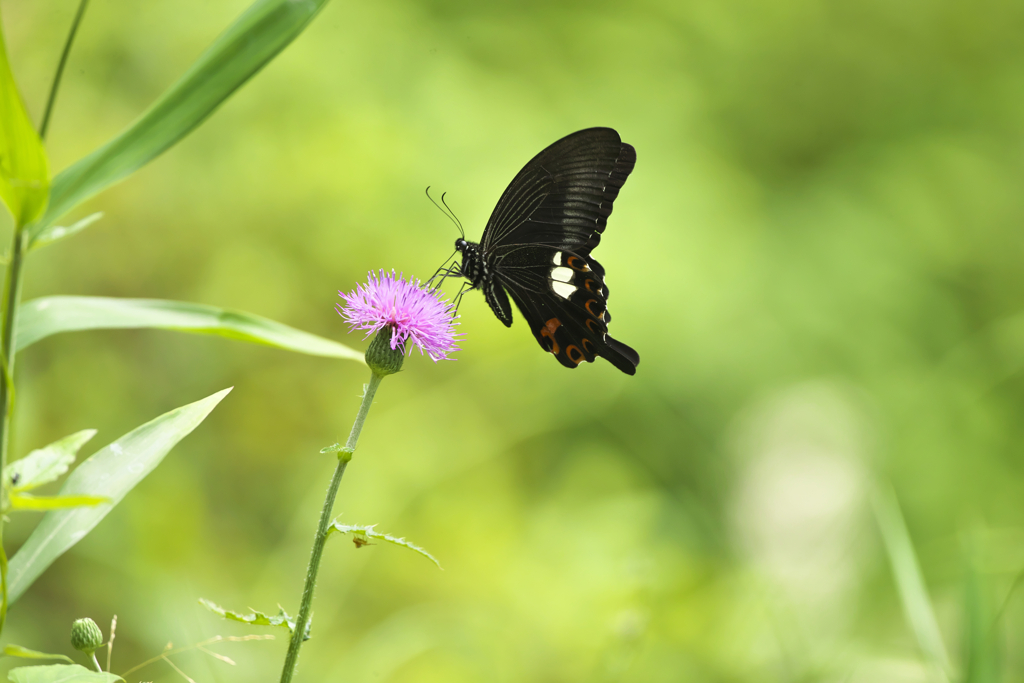 モンキアゲハ１