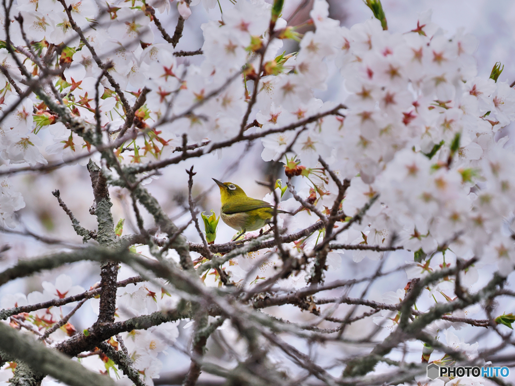花鳥２