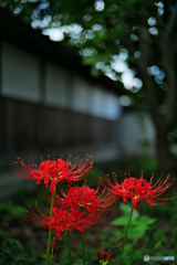 彼岸花７