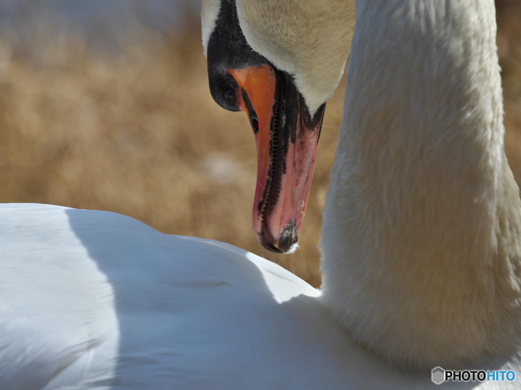 コブハクチョウのギザギザ