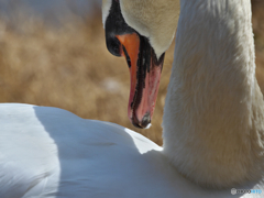 コブハクチョウのギザギザ