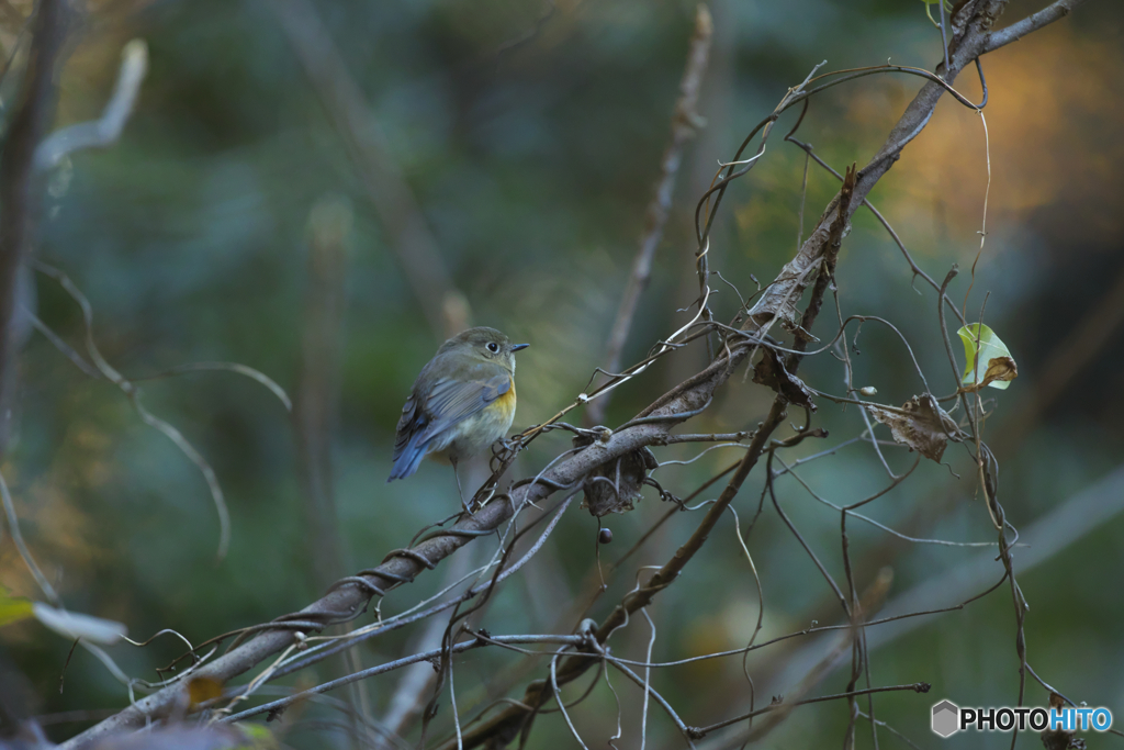 冬鳥も活動スタート