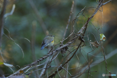 冬鳥も活動スタート