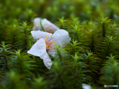 桜雨３