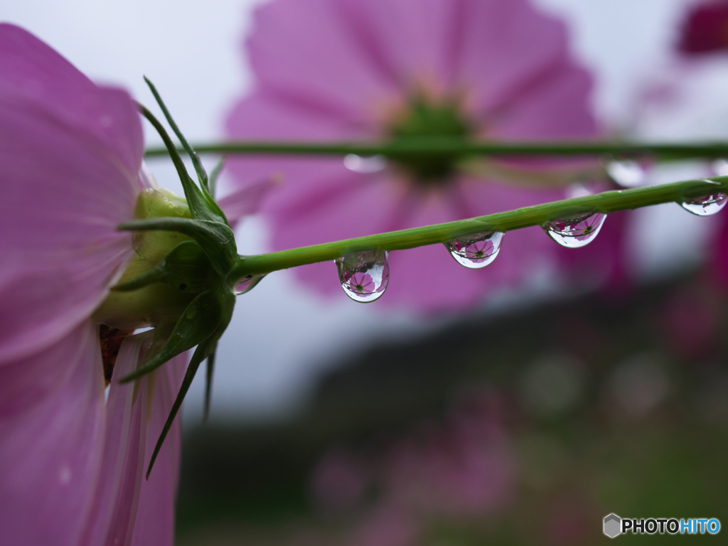 雫花