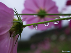 雫花