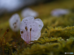 桜雨２