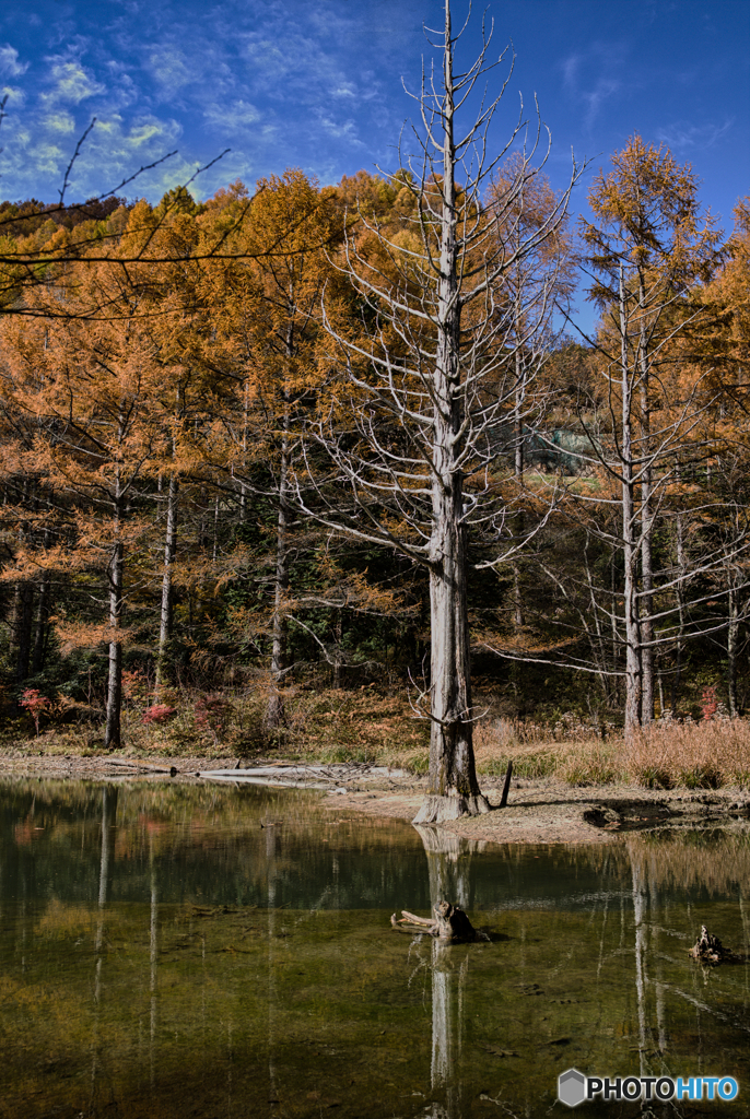 古木たちの秋２