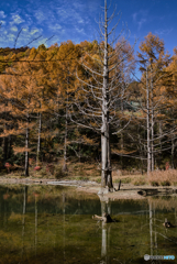 古木たちの秋２