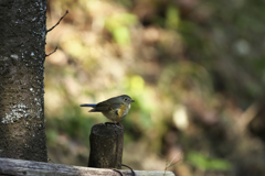 ルリビタキ若♂