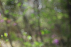 ホバリングが得意