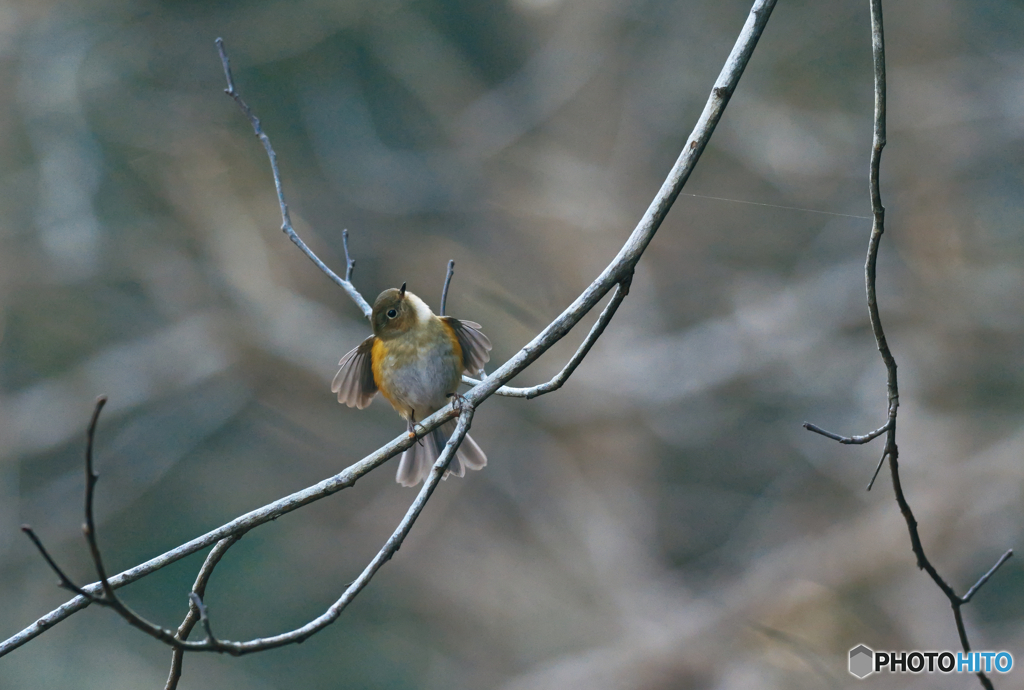 枝先から、ハロ～