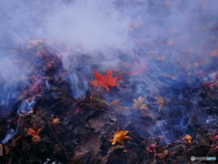 紅のフィナーレ１