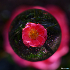 宙花２