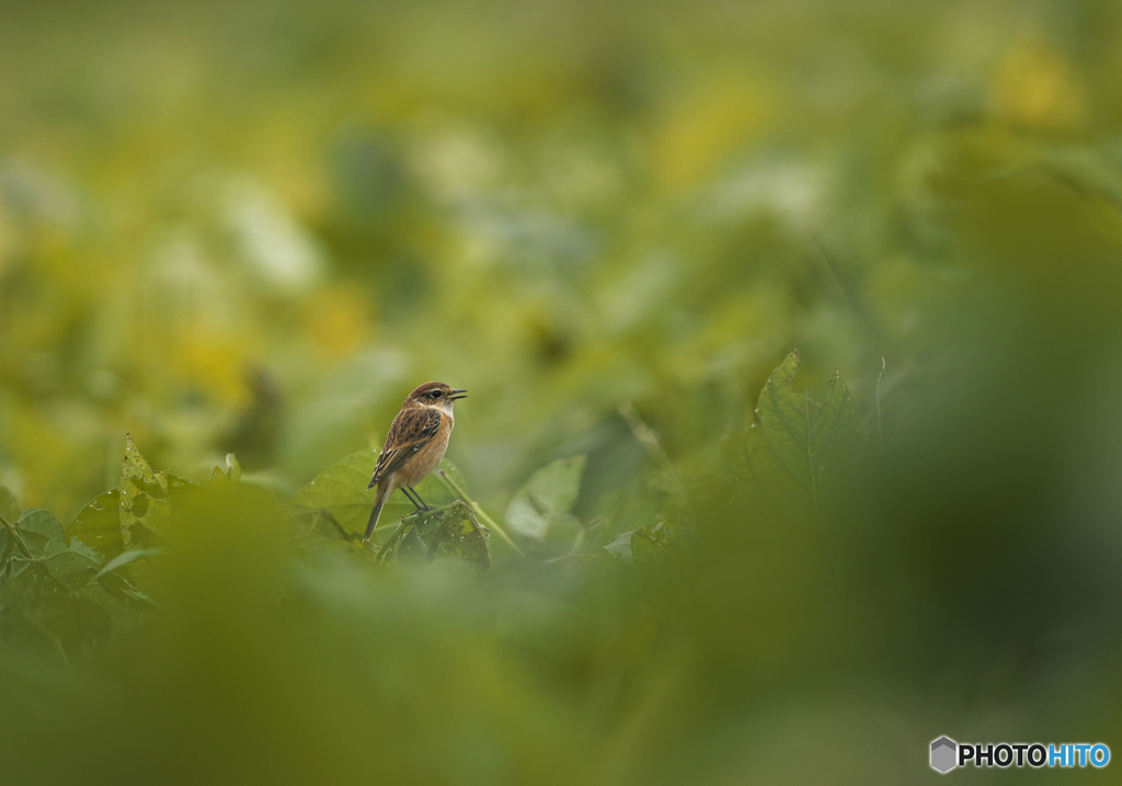 ノビタキ♀１